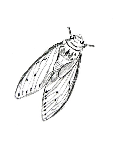 LCM Bug 1