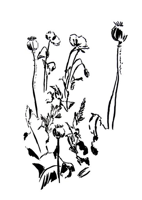 Poppies