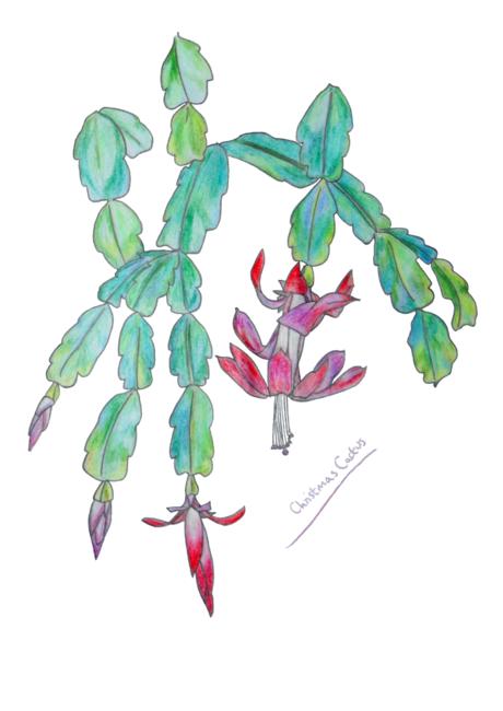 Christmas Cactus