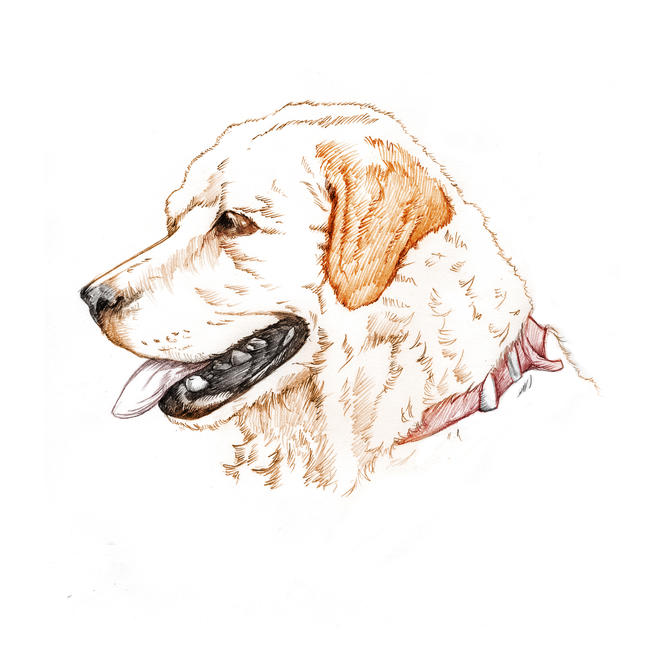 Yellow Labrador Retriever