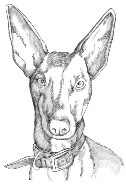 Cleo the Pharaoh hound