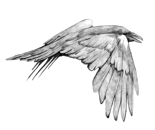 Crow