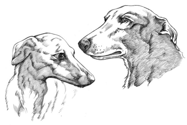 Greyhounds