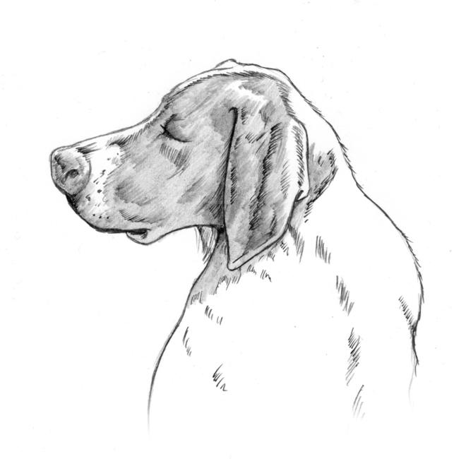 Hound