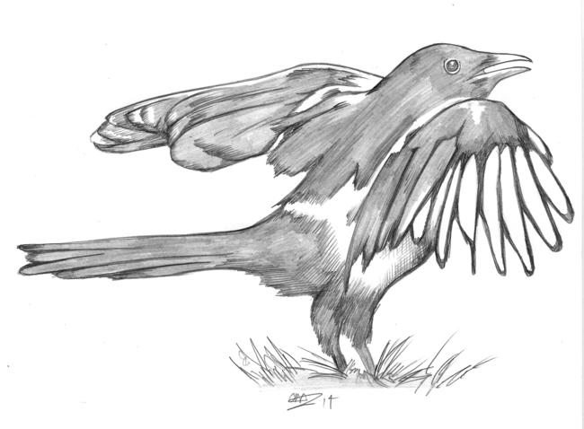 Magpie