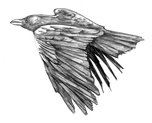 Raven