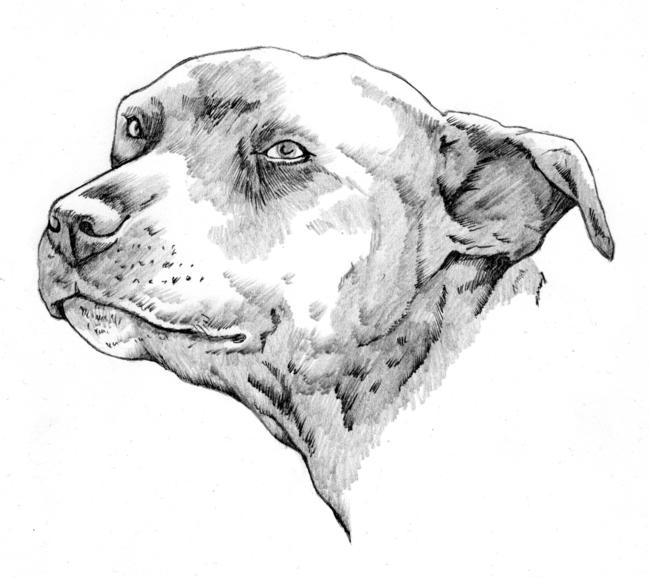 Staffy