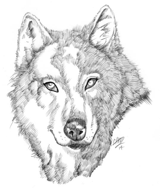Wolf