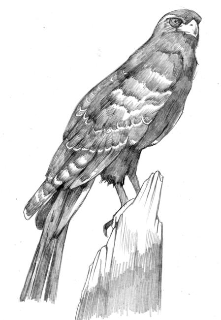 Hawk