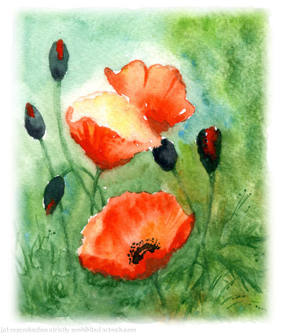 Poppies