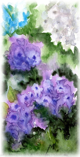 Hydrangea
