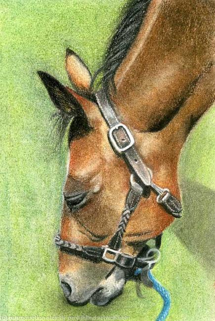 Horse with headcollar