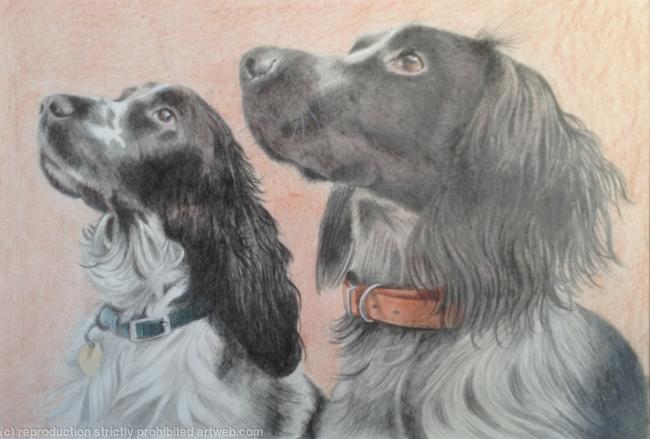 Cocker Spaniels