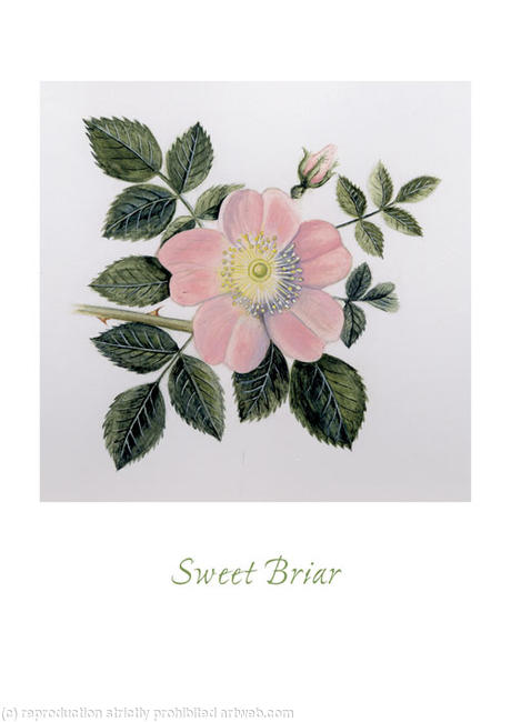 Sweet Briar