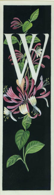Letter W