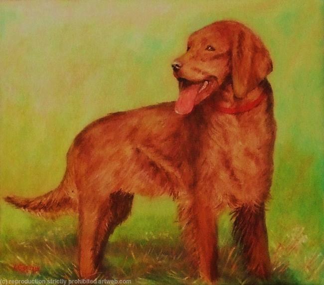 Irish Setter