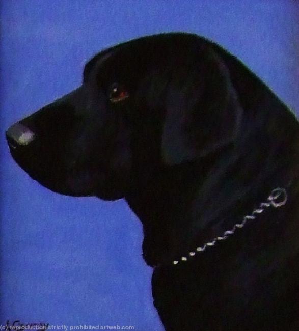 Labrador