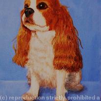King Charles Spaniel 'Tobby'