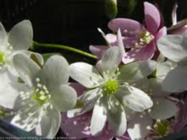 White and Purple Flowers