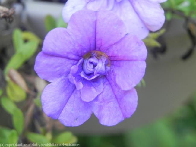 Purple Flower
