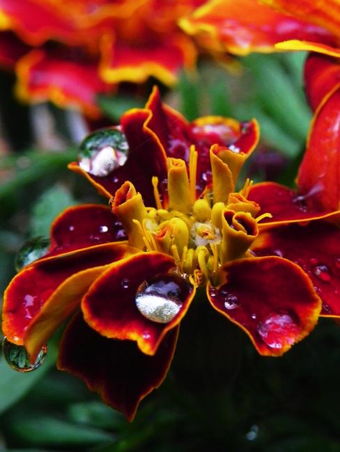 Marigold