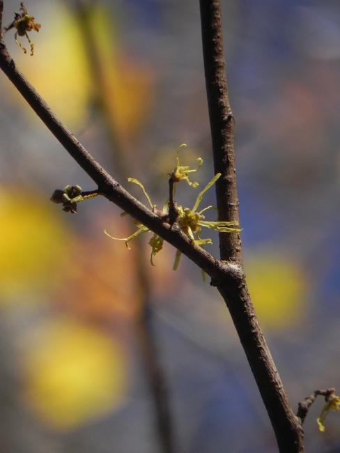 Witch Hazel