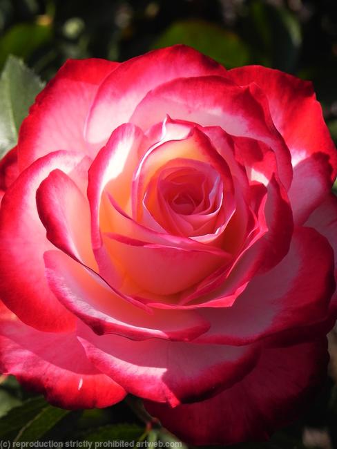 The Rose
