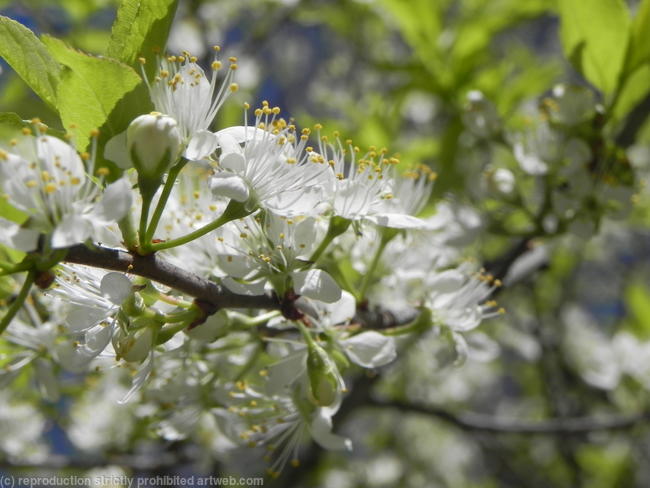 White Flower-2