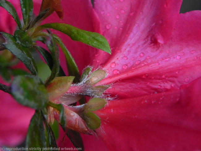Pink Flower