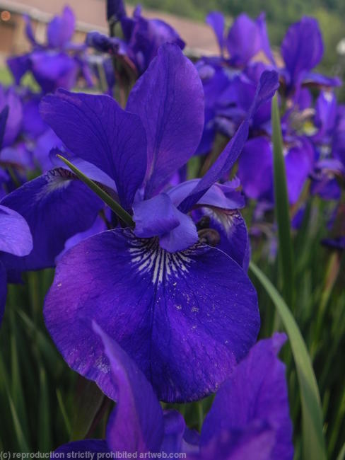 Irises