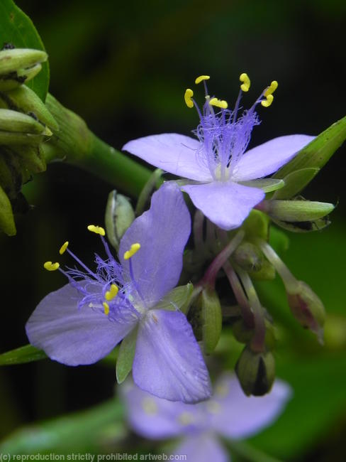 Purple Flowers