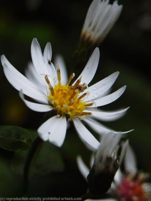 White Flower-3