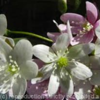 White and Purple Flowers