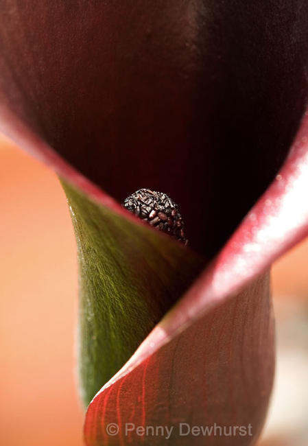 Zantedeschia Lily