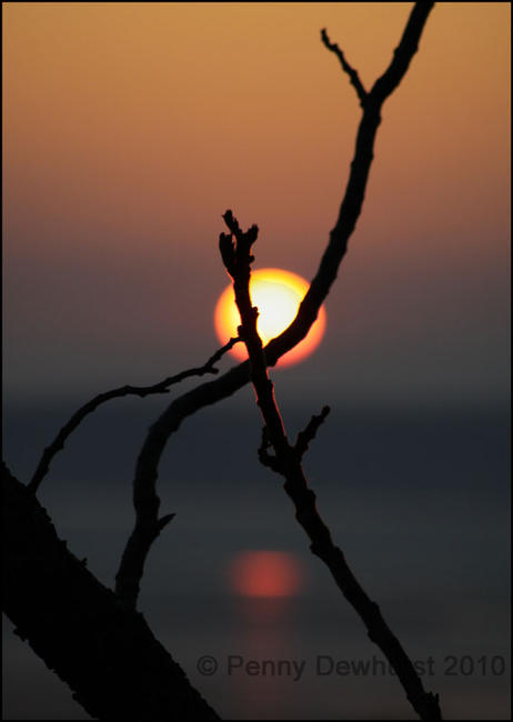 Sunset through branches