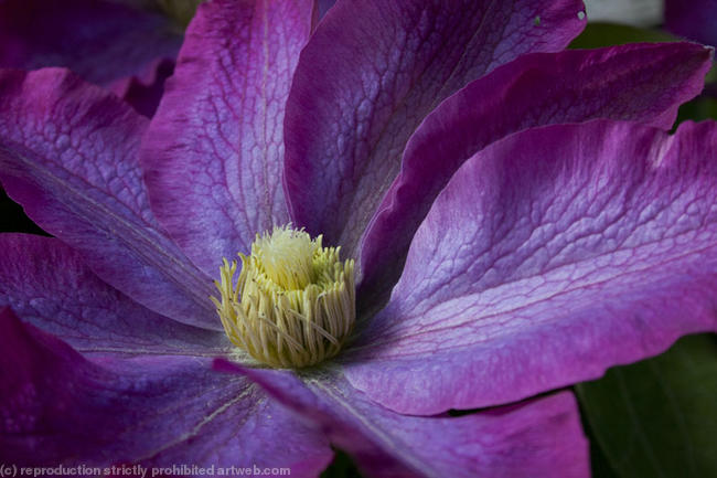 Clematis