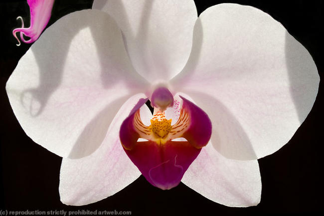 Orchid1