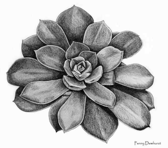 Succulent
