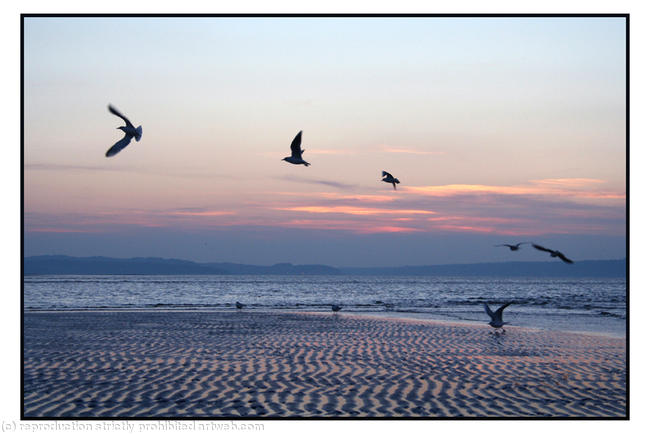Gulls in flight, Llanfairfechan
