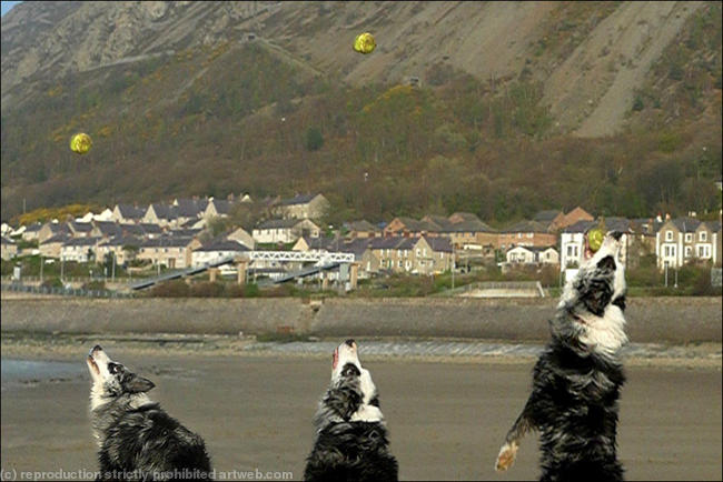 Dog chasing ball 4