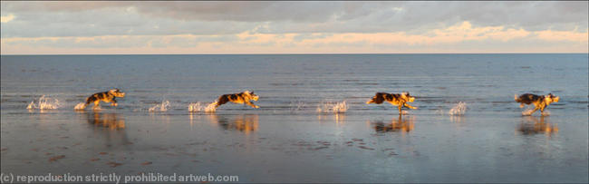 Dog chasing ball 5