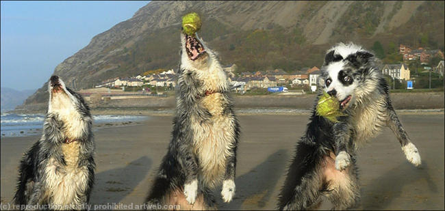 Dog chasing ball 6