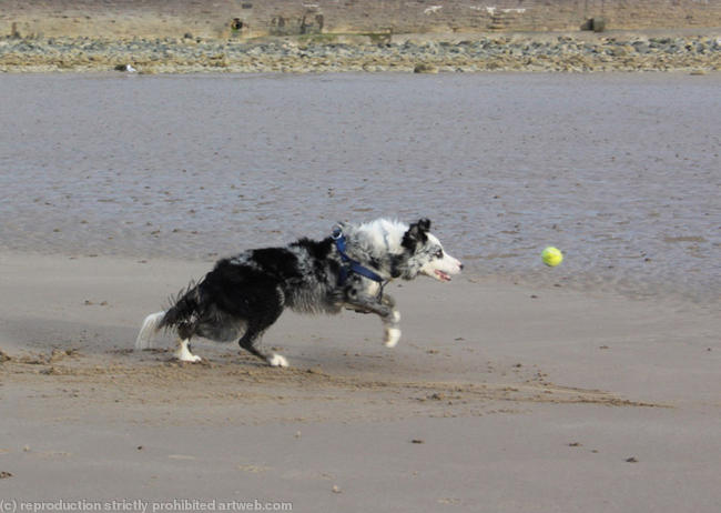 Dog chasing ball 7