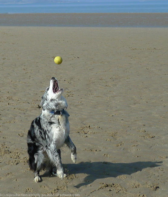 Dog chasing ball 8