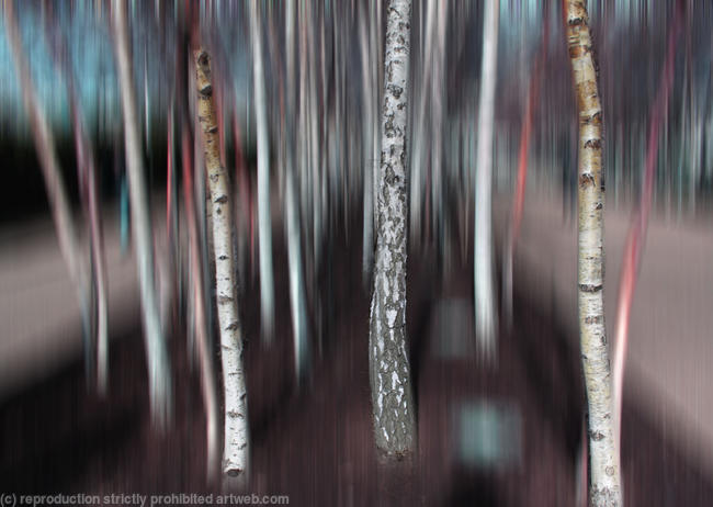 Trees outside the Tate, London