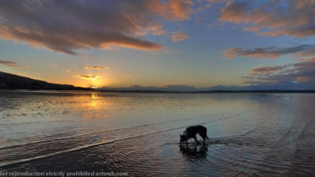 Collie at sunset