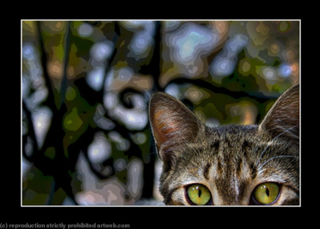 Curious Cat