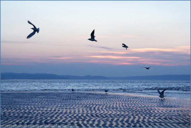 Gulls in flight, Llanfairfechan