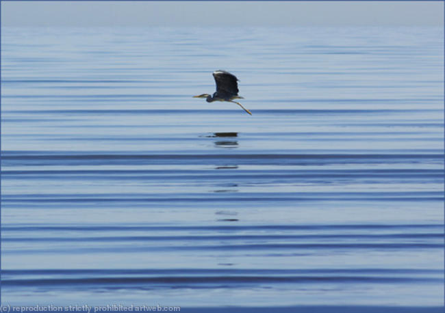 Heron