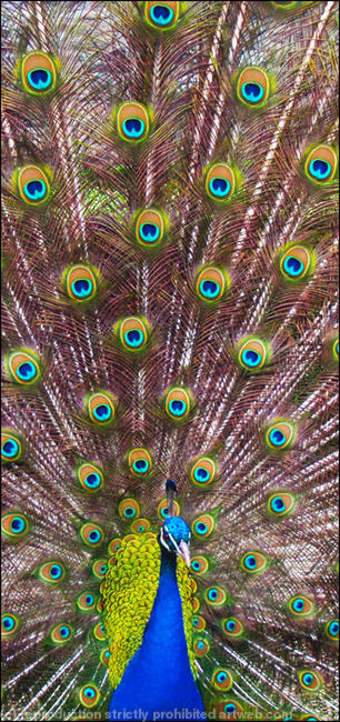 Peacock